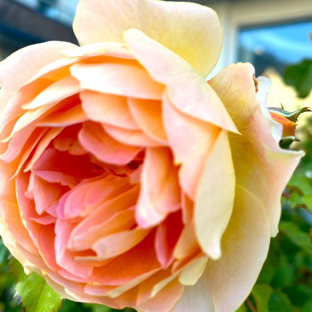 Meet your Posher, Diana